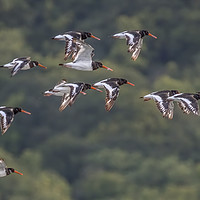 Buy canvas prints of Oystercatchers Flying over Porlock Marsh by Shaun Davey