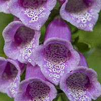 Buy canvas prints of Foxglove (digitalis) by Shaun Davey