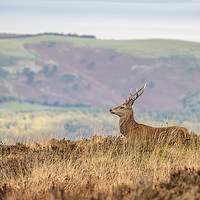 Buy canvas prints of Young Stag Red Deer by Shaun Davey