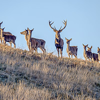 Buy canvas prints of Red Deer - Exmoor by Shaun Davey