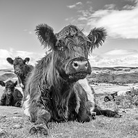 Buy canvas prints of Belted Galloway Cow by Shaun Davey