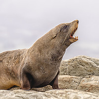 Buy canvas prints of Southern Fur Seal by Shaun Davey