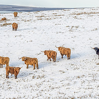 Buy canvas prints of Highland Cattle grazing in snow by Shaun Davey