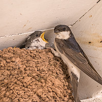 Buy canvas prints of House Martin Feeding Young by Shaun Davey