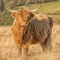 Buy canvas prints of Highland Cow, Exmoor by Shaun Davey