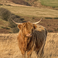 Buy canvas prints of Highland Cow, Exmoor by Shaun Davey