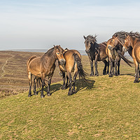 Buy canvas prints of Exmoor Ponies - Dunkery Beacon by Shaun Davey