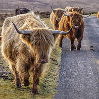 Buy canvas prints of Highland Cattle, Exmoor by Shaun Davey