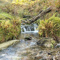 Buy canvas prints of Sweetworthy Combe, Exmoor by Shaun Davey
