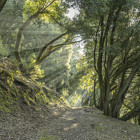 Buy canvas prints of Selworthy Woods by Shaun Davey