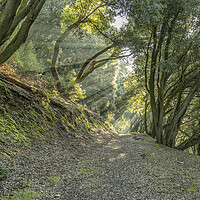 Buy canvas prints of Sunbeams in Selworthy Woods by Shaun Davey