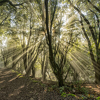 Buy canvas prints of Sunbeams shining through the trees of Selworthy Woods, Exmoor National Park by Shaun Davey