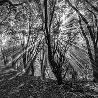 Buy canvas prints of Sunbeams shining through the trees of Selworthy Woods, Exmoor National Park by Shaun Davey