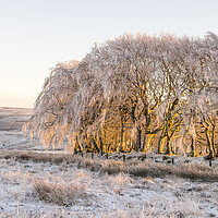 Buy canvas prints of Ice encrusted trees in the setting sun by Shaun Davey