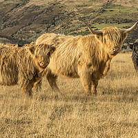 Buy canvas prints of Highland Cattle, Exmoor by Shaun Davey