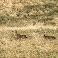 Buy canvas prints of Red Deer (Cervus elaphus), Exmoor by Shaun Davey