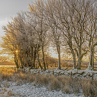 Buy canvas prints of Ice encrusted trees in the rising sun by Shaun Davey