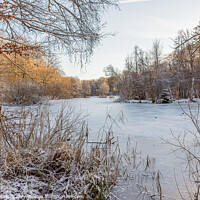 Buy canvas prints of Frozen lake in a beech forest and frozen reeds at the shore by Stig Alenäs