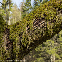 Buy canvas prints of an old tre trunk overgrown with moss by Stig Alenäs