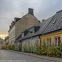 Buy canvas prints of picturesque alley with  hollyhocks in the sunset in Lund by Stig Alenäs