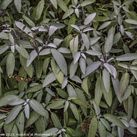 Buy canvas prints of sage bush at the first frost as a floral background by Stig Alenäs
