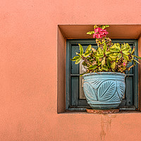 Buy canvas prints of blue flower pot on an orange wall with a blooming  by Stig Alenäs