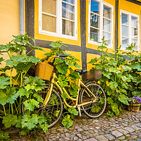 Buy canvas prints of a bicycle at a house-wall, overgrown by hollyhocks by Stig Alenäs