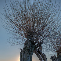 Buy canvas prints of willow trees  with many thin branches against the  by Stig Alenäs