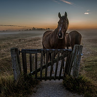 Buy canvas prints of Horses standing at a gate a misty morning  by Stig Alenäs