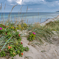 Buy canvas prints of Dunes on the danish coast with lyme grass and rosehips by Stig Alenäs