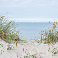 Buy canvas prints of dunes with swaying beach rye and a sailboat at the horizon by Stig Alenäs