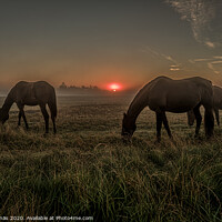 Buy canvas prints of Horses grazing an early morning in the misty sunrise by Stig Alenäs
