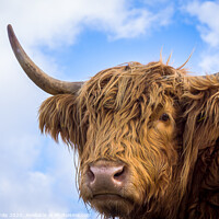 Buy canvas prints of Brown long hair highland cow  by Stig Alenäs