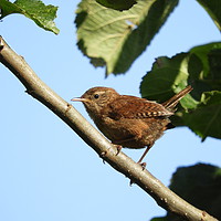 Buy canvas prints of           A wren just after he has sung his song! by Suzi Tait