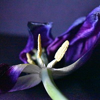 Buy canvas prints of Purple petals by Natalie Edwards