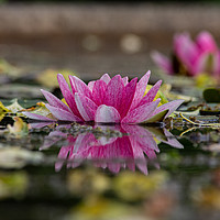 Buy canvas prints of Pink Water Lily Reflection by Kiefer Cook
