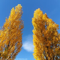 Buy canvas prints of Poplars with Golden Leafs  by Martin Baroch