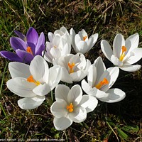 Buy canvas prints of Blossoming Crocuses  by Martin Baroch
