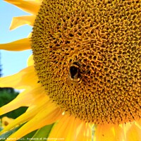 Buy canvas prints of Sunflower with Bumblebee  by Martin Baroch