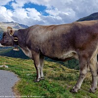 Buy canvas prints of Swiss Alpine cow by Martin Baroch