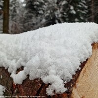 Buy canvas prints of Snow on wooden logs  by Martin Baroch