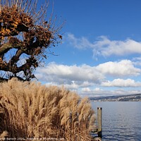 Buy canvas prints of Autumn at Lake Zurich by Martin Baroch