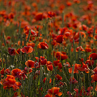 Buy canvas prints of Sunlight Poppies  by Richard Taylor