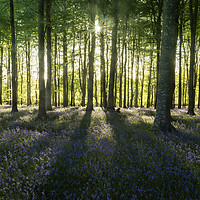 Buy canvas prints of Bluebells and Shadows by Richard Taylor
