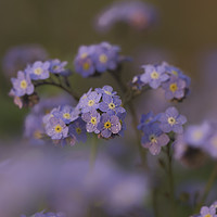 Buy canvas prints of Forget me not by Richard Taylor