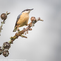 Buy canvas prints of Nuthatch by Alec Stewart