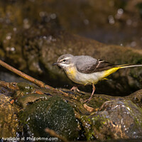 Buy canvas prints of Grey Wagtail by Alec Stewart