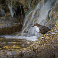 Buy canvas prints of Dipper and Falls by Alec Stewart