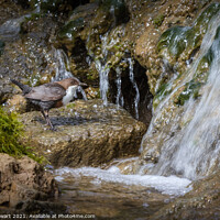 Buy canvas prints of Dipper and Falls by Alec Stewart