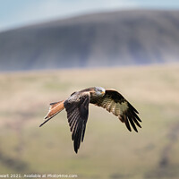 Buy canvas prints of Red Kite in the Beacons by Alec Stewart